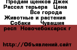 Продам щенков Джек Рассел терьера › Цена ­ 25 000 - Все города Животные и растения » Собаки   . Чувашия респ.,Новочебоксарск г.